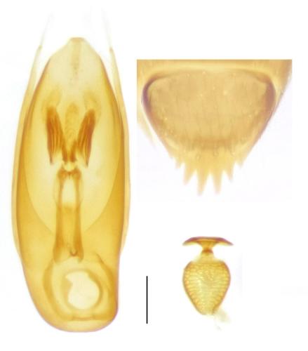 Réf. 352 115 : Nossidium pilosellum